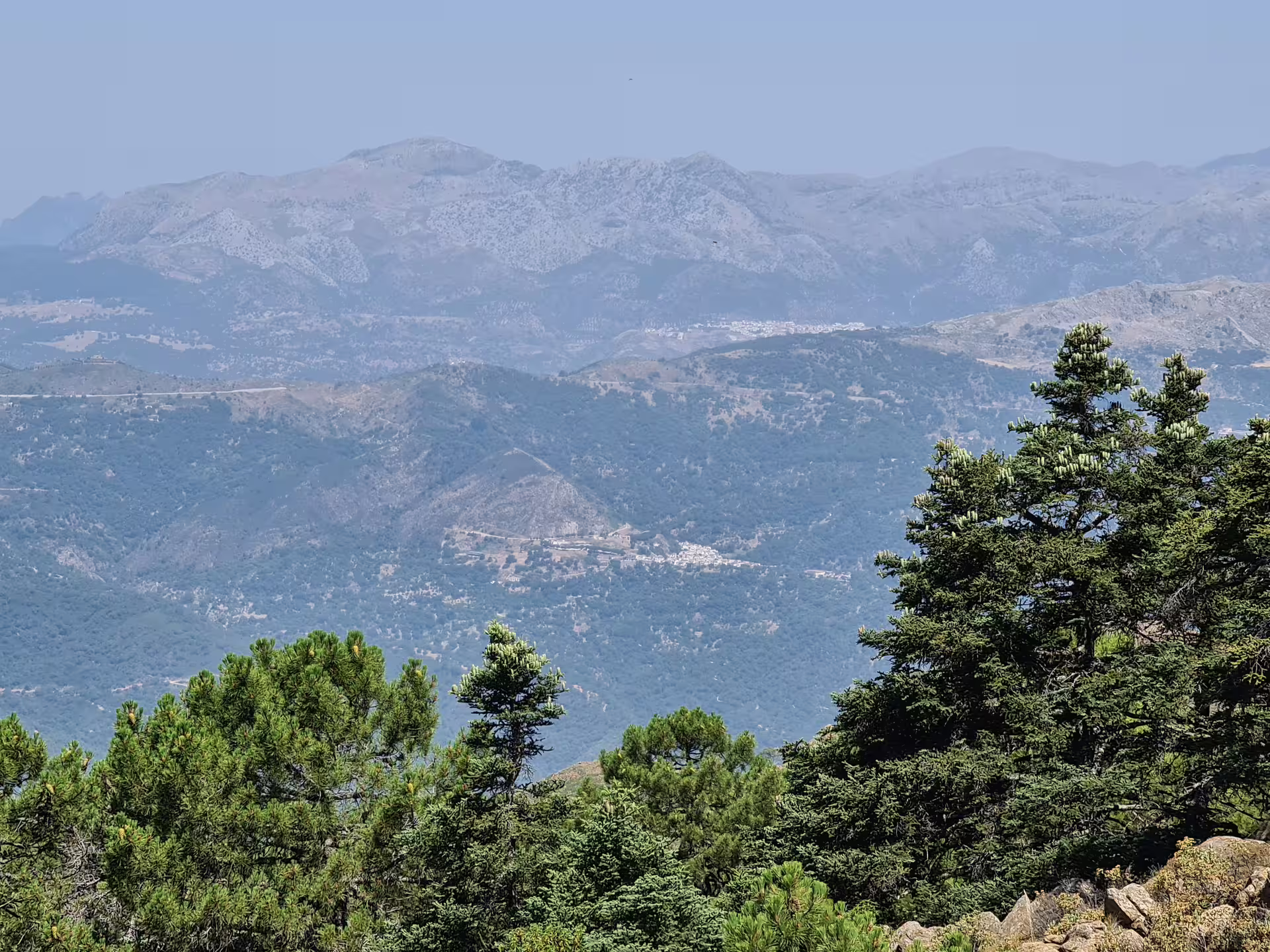 Scenic view of lush green pines against the backdrop of Sierra Bermeja mountains, ideal for private hiking tours.