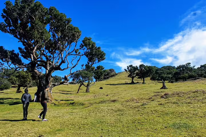 Scenic view of travelers exploring lush hills and unique trees under a clear blue sky during a private magical shore excursion.