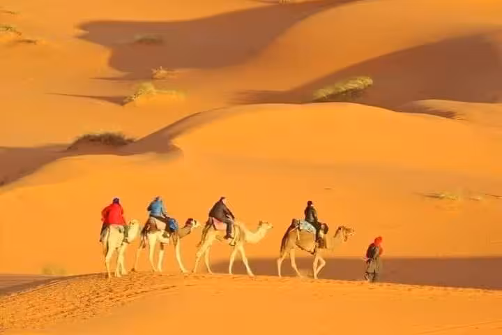 Camel caravan crossing sunrise dunes on private morning desert safari, combining birdwatching and flamingo spotting
