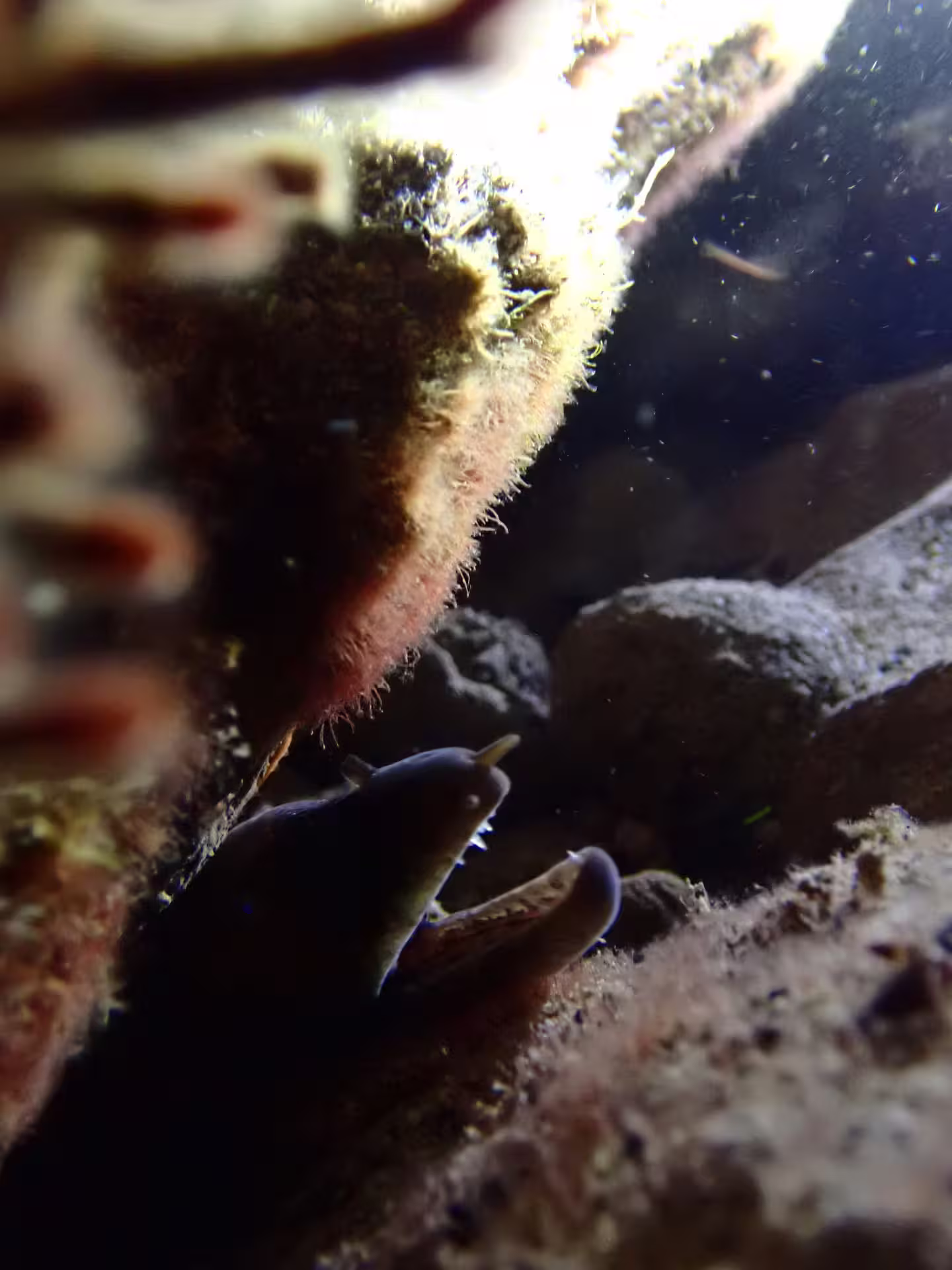 Discover underwater wonders with private night snorkeling, featuring a close-up of a moray eel in its natural habitat.