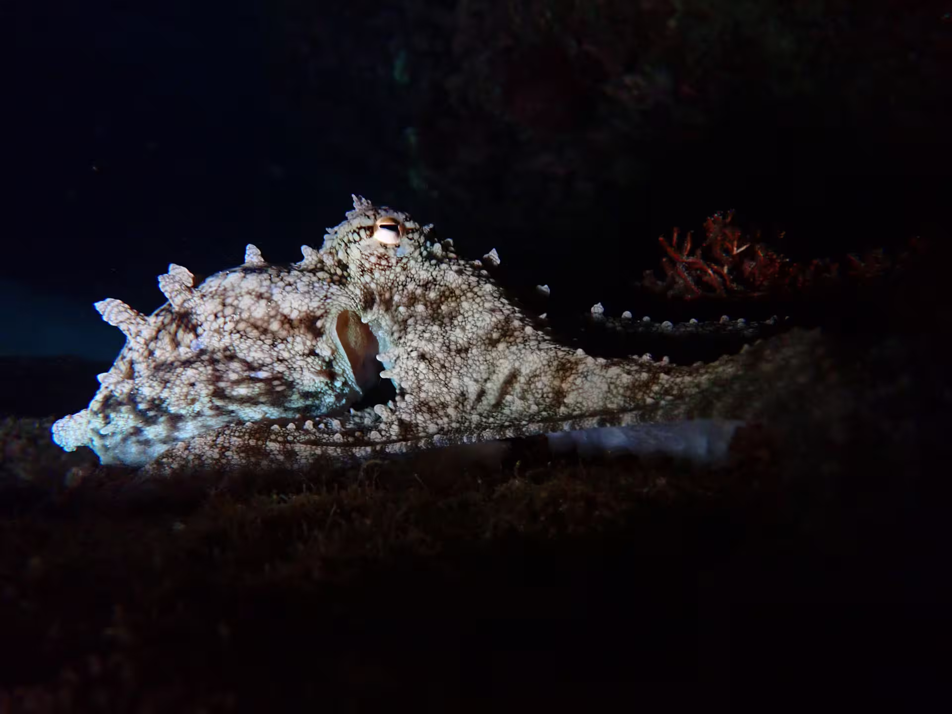 Experience a thrilling private night snorkeling adventure with a captivating view of a camouflaged octopus in its natural habitat.