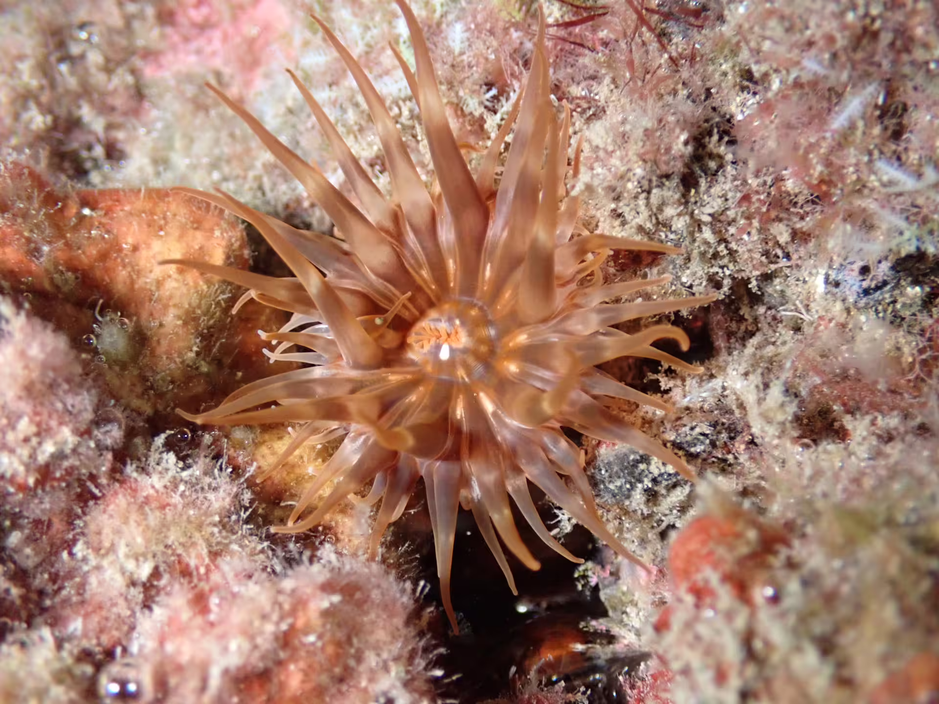 Explore vibrant marine life during private night snorkeling with views of a stunning sea anemone surrounded by coral reefs.
