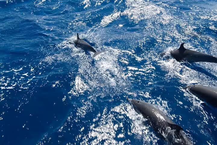 Wild dolphins swimming in the Red Sea near Hurghada during a private speedboat dolphin watching cruise