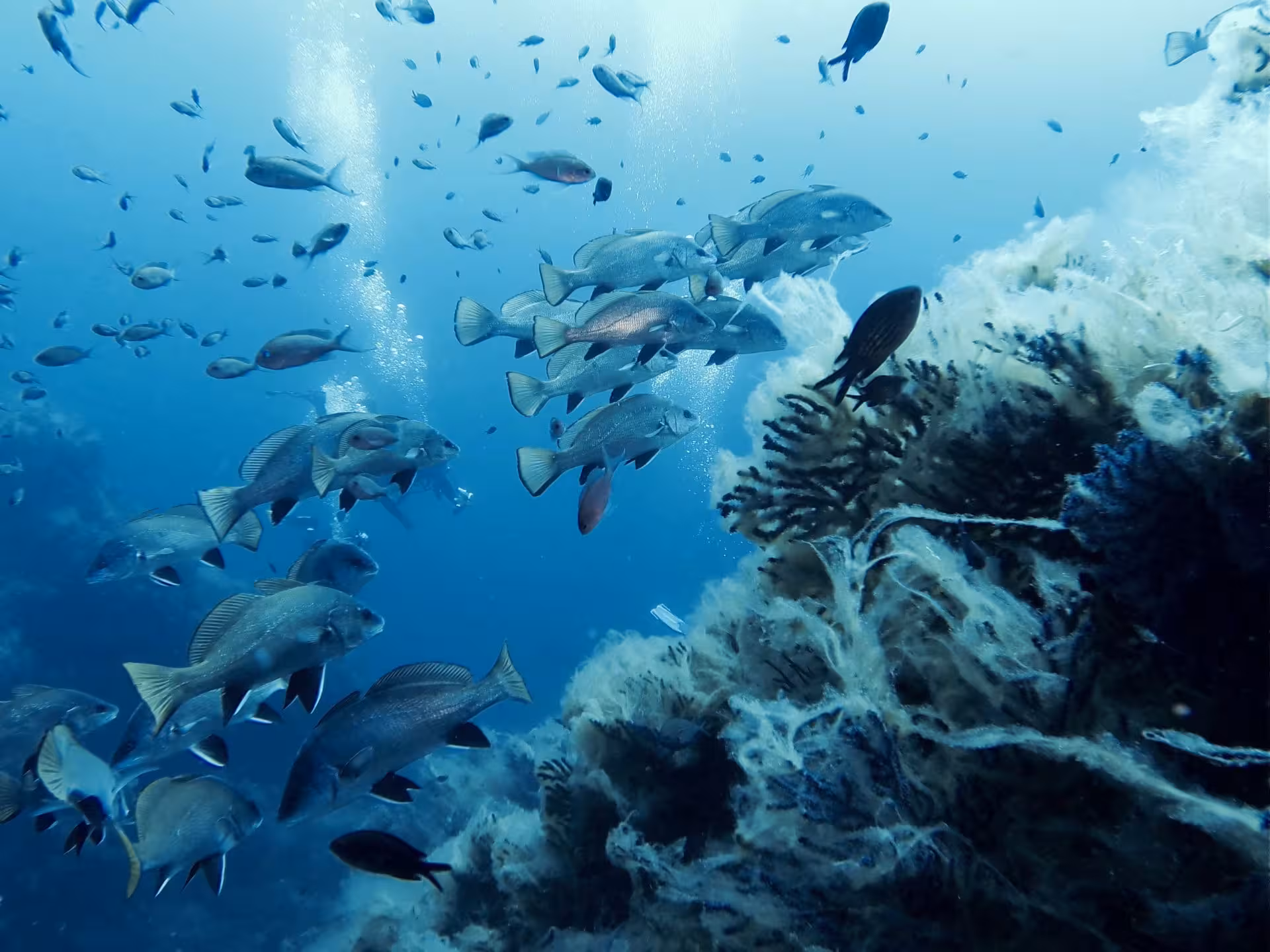 School of fish swimming by coral reef in Tavolara and Molara, ideal for professional diving from San Teodoro.