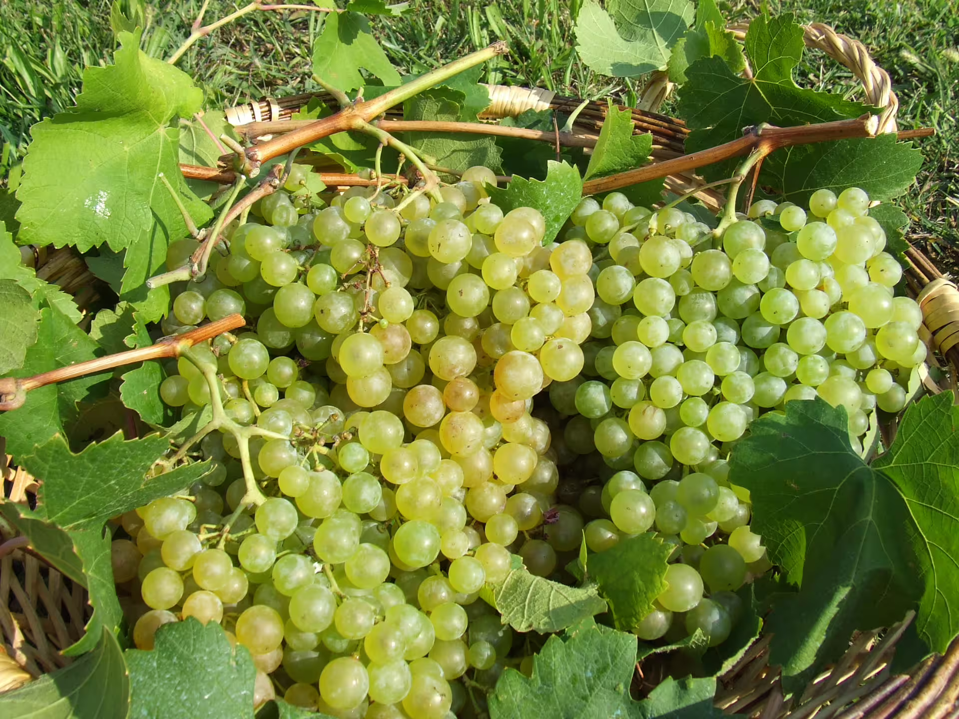 Freshly harvested green grapes in a basket, ideal for countryside winery's Prosecco tasting experience.