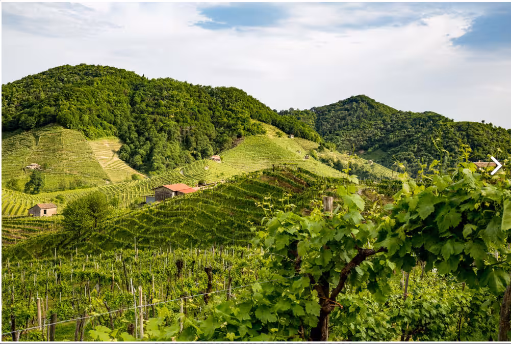 Lush green vineyards on rolling hills in the Prosecco region near Venice, ideal for wine tasting tours.