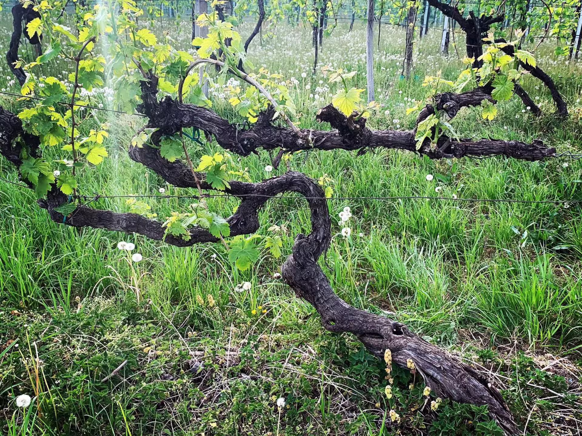 Vibrant vineyard with lush grapevines, ideal setting for a scenic Prosecco tasting countryside tour.