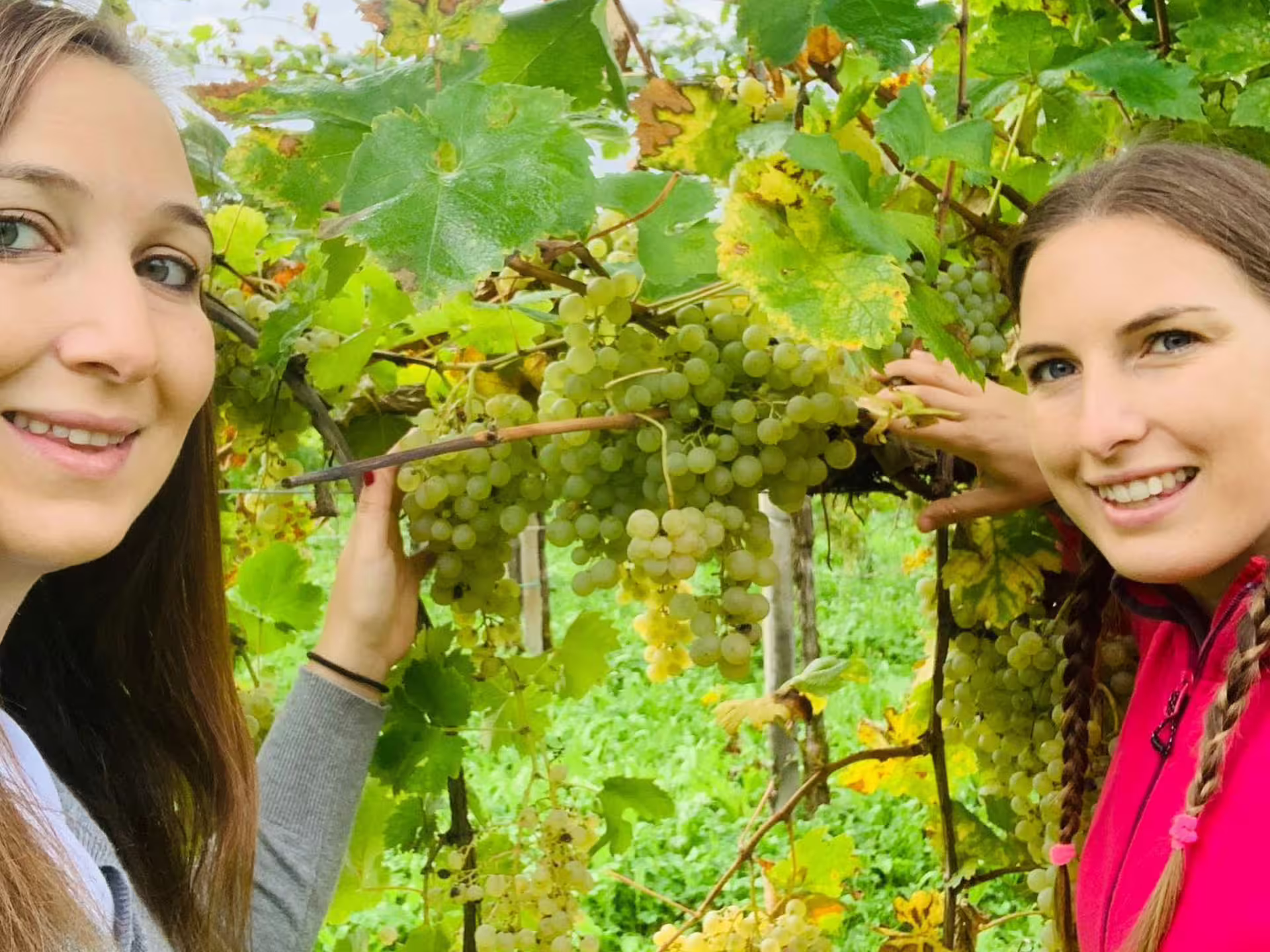 Visitors enjoying grape picking at a lush countryside winery for a Prosecco tasting tour experience.