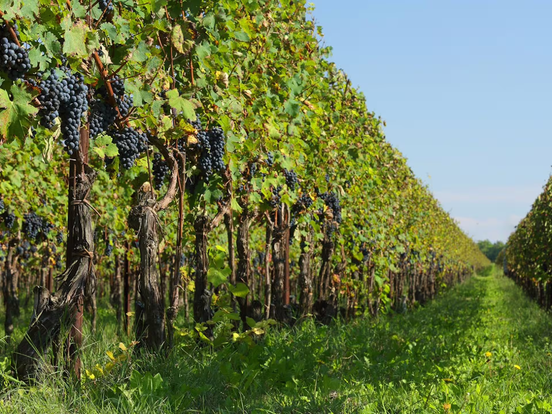 Lush vineyard rows with ripe grapes under a clear blue sky near Venice, perfect for Prosecco tasting tours.