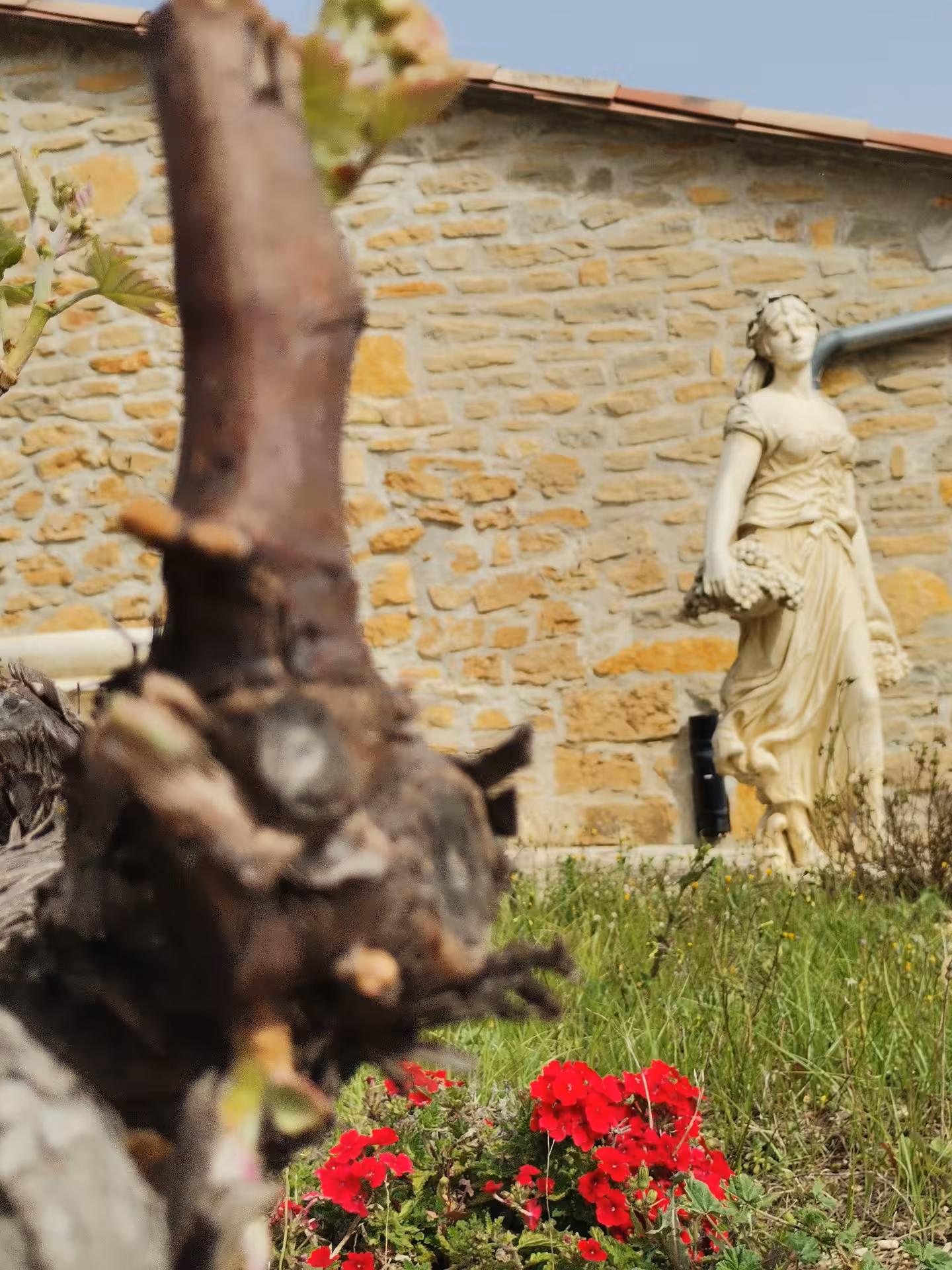 Stone farmhouse garden with statue and red flowers, a scenic stop on a Provençal Picnic Tour in France