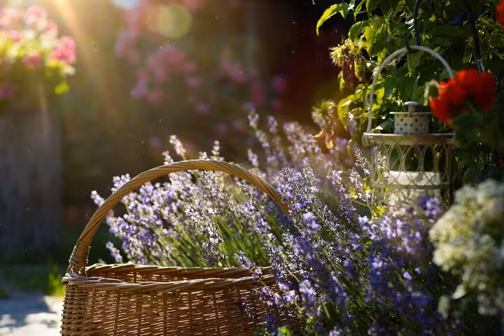 Sunlit lavender garden with a wicker basket, capturing the essence of Provencal countryside serenity.