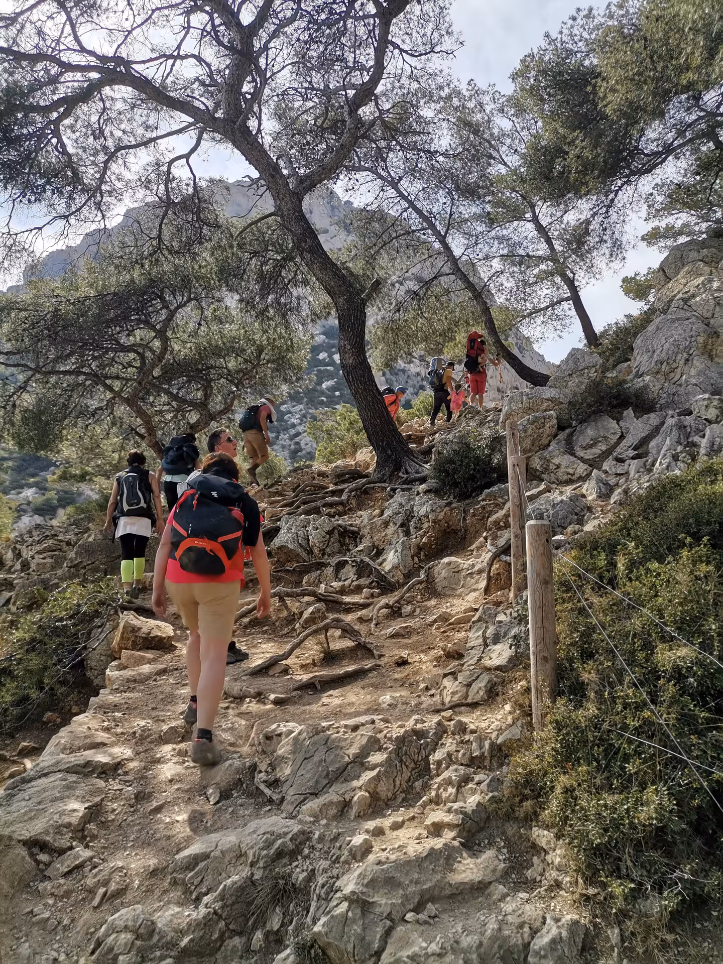Hikers climbing a rocky trail under pines in the Calanques, Marseille, on a 14-day Provence guided hiking getaway
