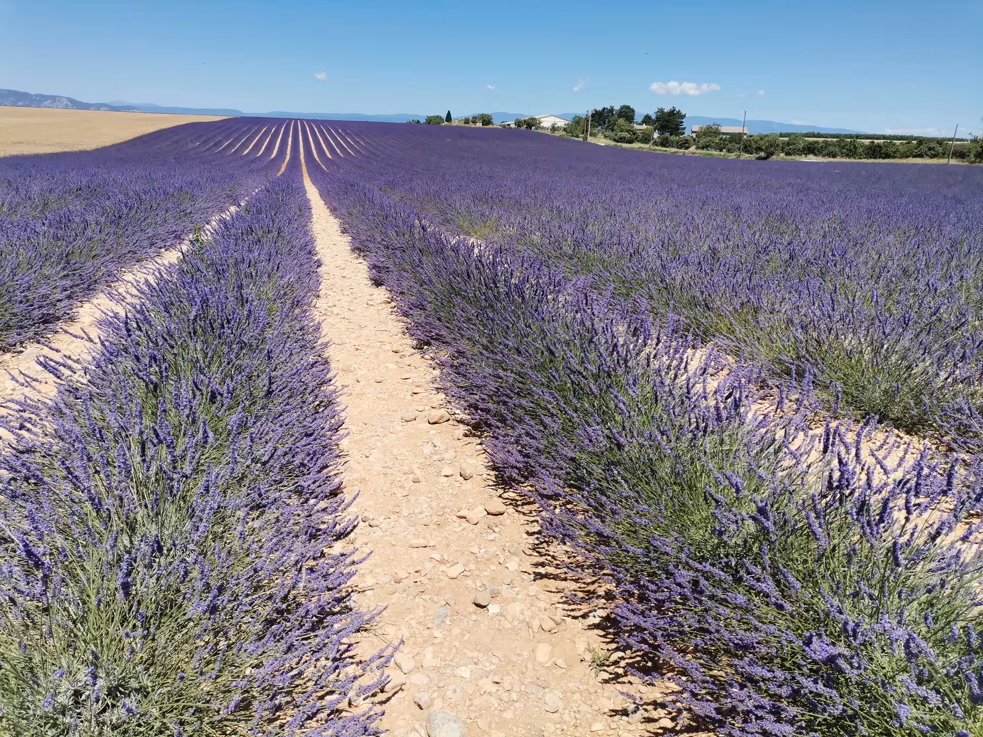 Scenic path through endless lavender rows under blue sky, Provence lavender field tour for photos and walks