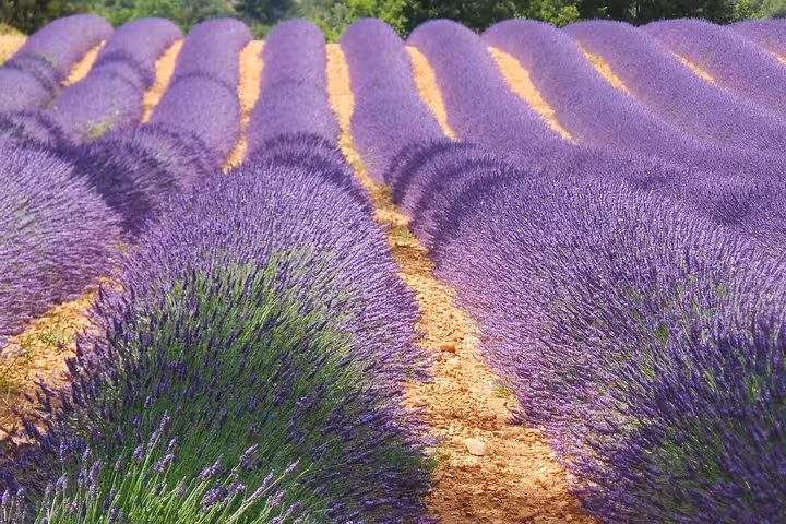 Vibrant rows of purple lavender fields in full bloom under a clear blue sky in Provence, France.