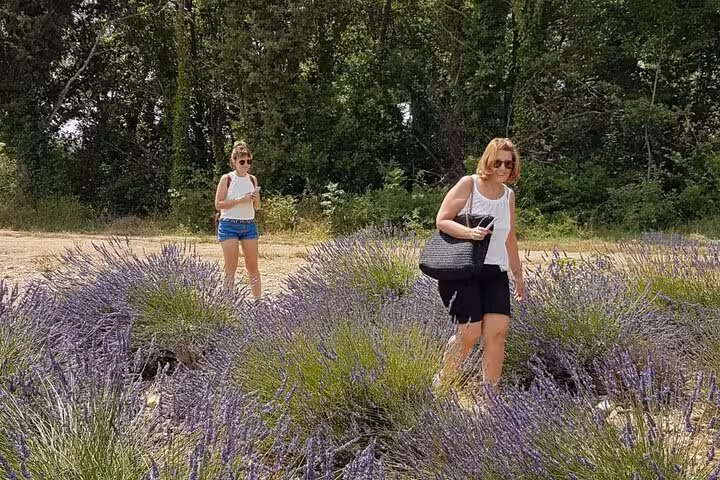 Visitors exploring vibrant lavender bushes, set against a lush, green backdrop in Provence.