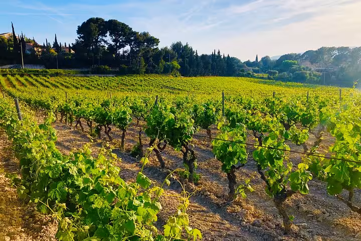 Discover lush vineyards under a clear blue sky in Provence's picturesque countryside.
