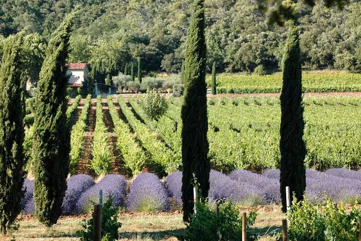 Lush vineyard in Provence with rows of grapevines and lavender, ideal for a serene wine tasting tour.