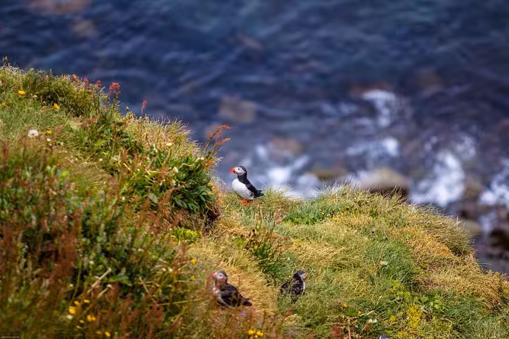 Colorful puffins perched on lush cliffs by the sea, seen during the 4x4 Diamond Circle Day Tour from Akureyri.