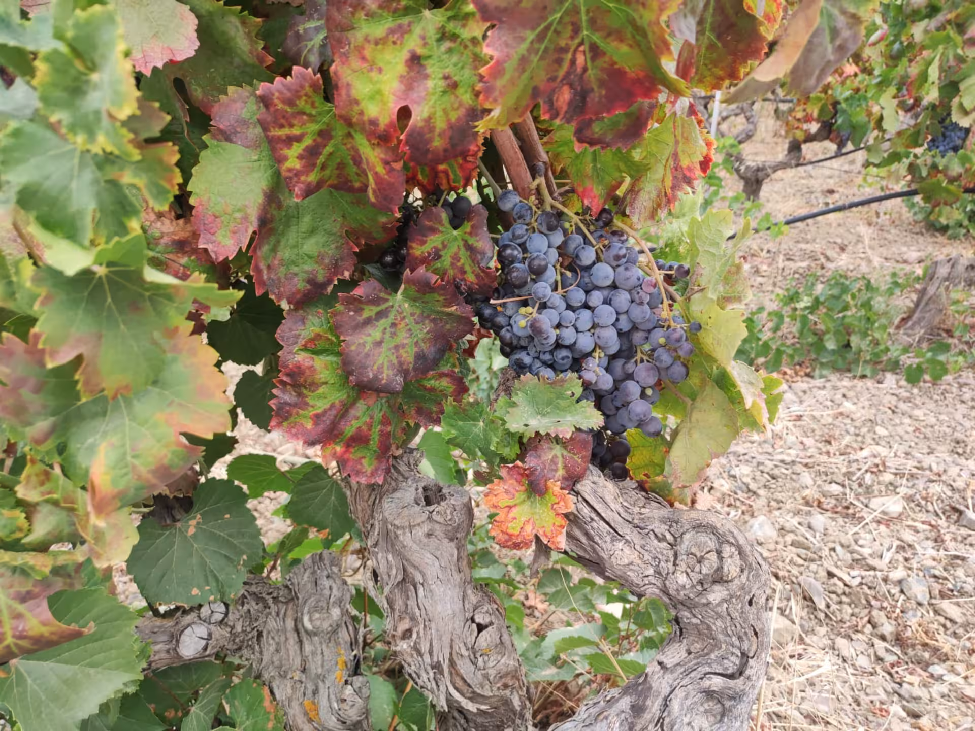 Close-up of ripe purple grapes on the vine at a boutique winery near Cagliari, perfect for wine tasting tours.