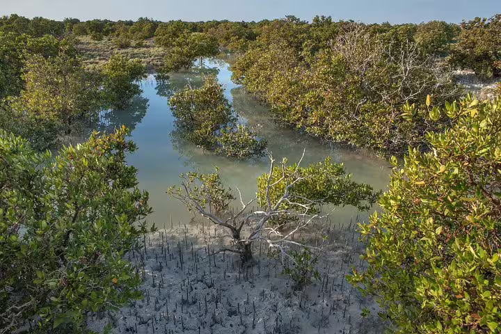 Lush mangroves at Purple Island, Qatar, showcasing vibrant greenery and serene waterways on a half-day tour.