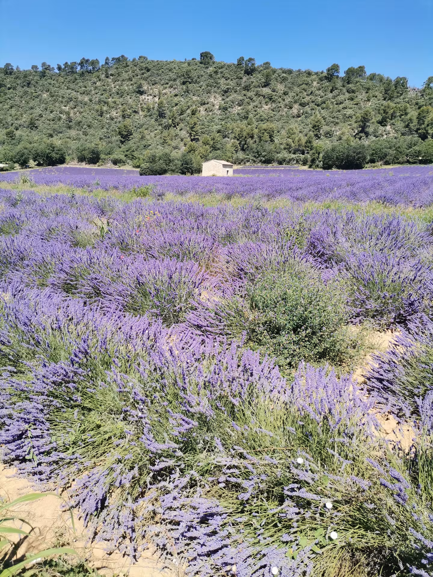 Close-up of vibrant purple lavender bushes in full bloom on a guided lavender field experience with hillside views