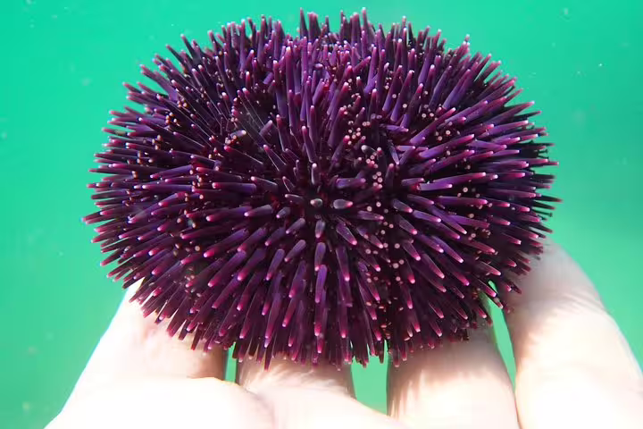 Close-up of a vibrant purple sea urchin held in hand during an Arrábida snorkeling adventure from Lisbon, showcasing marine life.