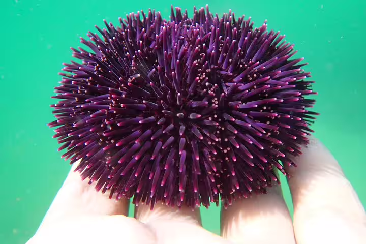 Hand holding a vibrant purple sea urchin underwater in Arrábida, highlighting snorkeling adventures and marine life exploration.