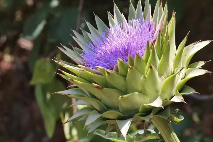 Blooming purple thistle flower in Chania Botanical Garden, showcasing the vibrant flora on a half-day private tour.