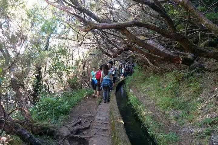 Hikers enjoy a shaded path along a levada in Rabaçal, experiencing the unique flora of Madeira's 25 Fontes trail.