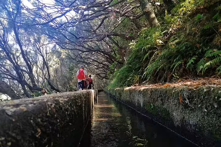 Hikers explore the enchanting forest path along the tranquil levada at Rabaçal, surrounded by vibrant ferns and trees.