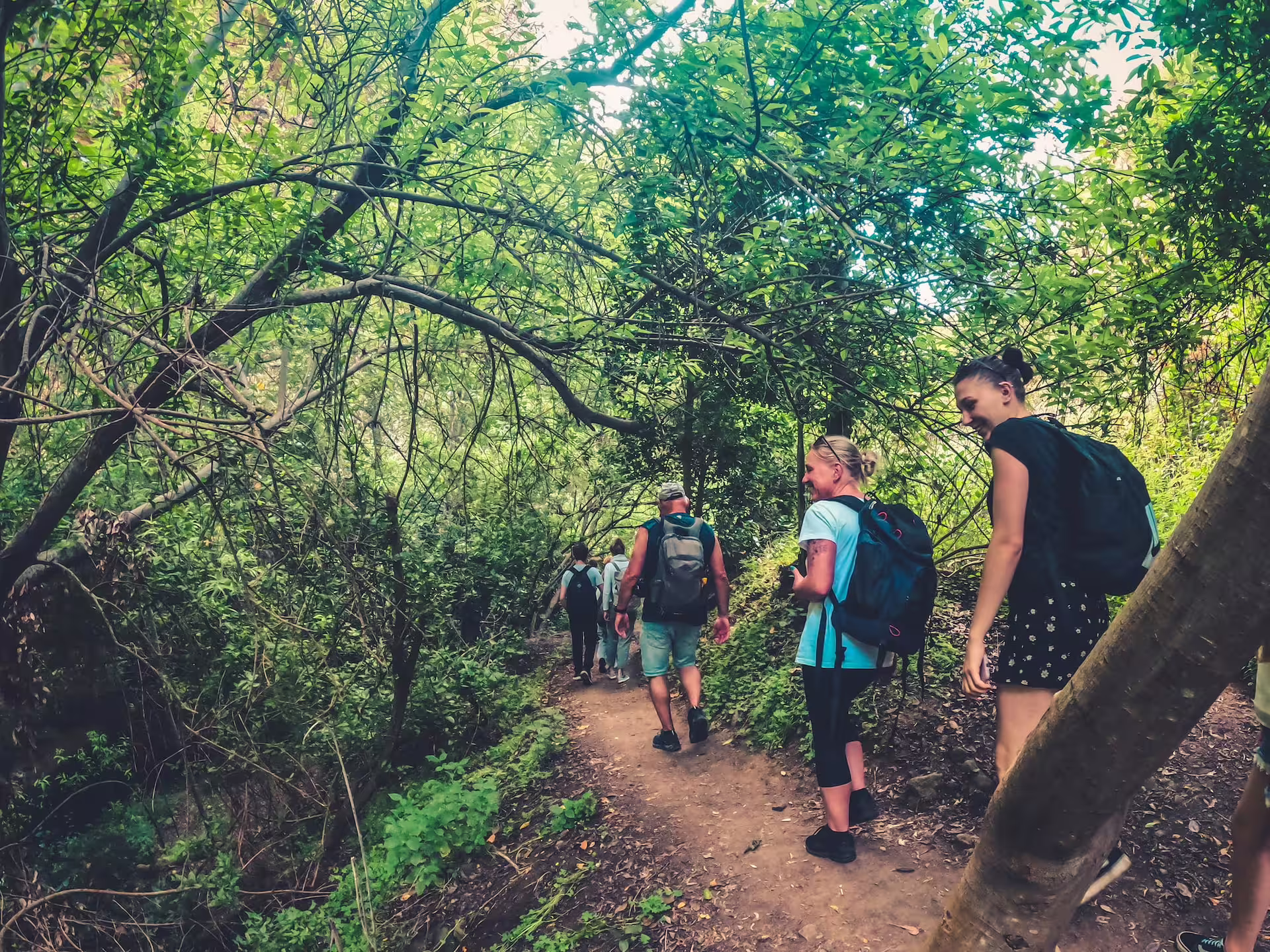 Group hiking through lush rainforest on The Rainforest Tour, ideal for nature lovers seeking an immersive experience.
