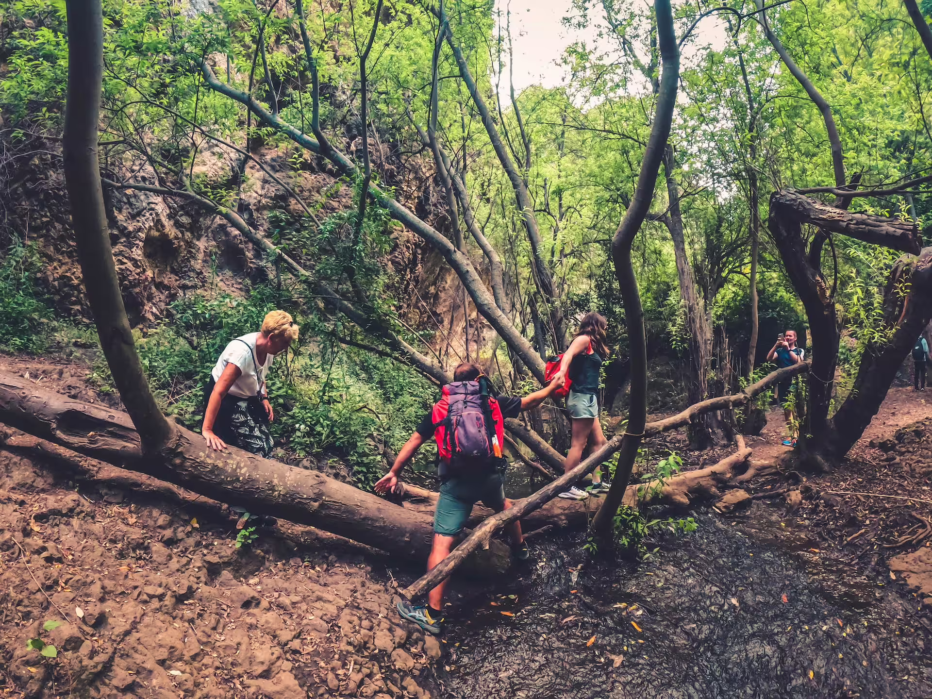 Adventurous hikers crossing a log bridge in lush rainforest during The Rainforest Tour, perfect for nature enthusiasts.