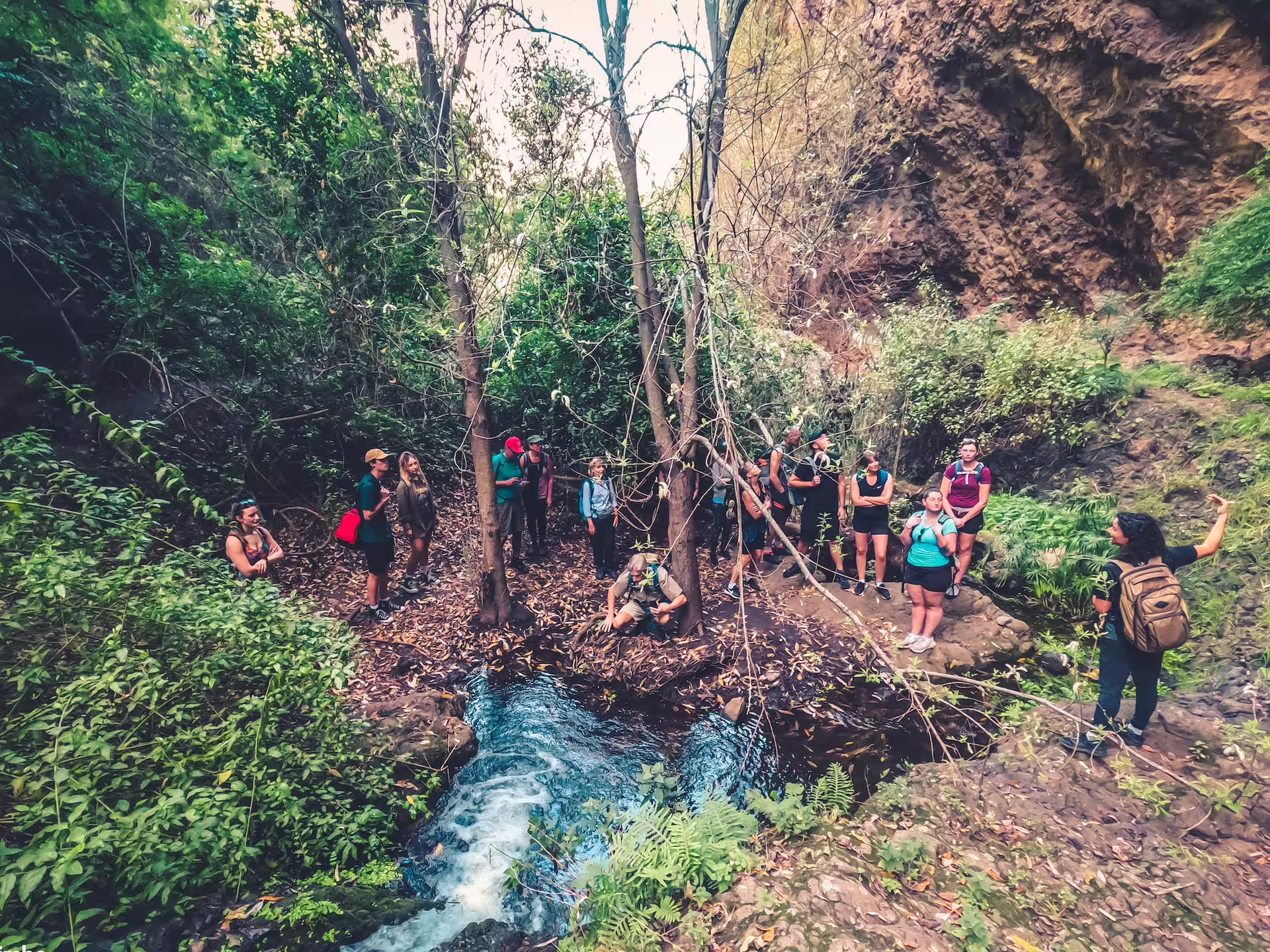 Hikers gathered by a stream in lush rainforest setting, learning about local ecology on the Rainforest Tour.