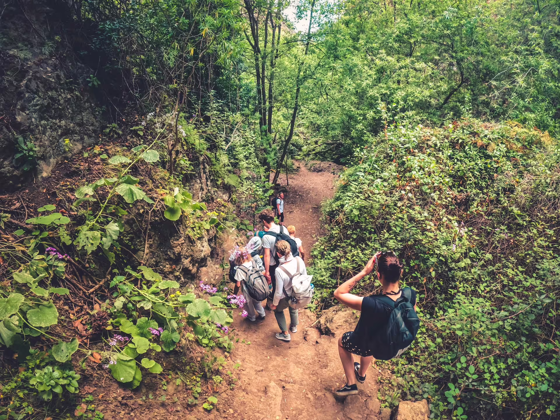 Visitors exploring lush rainforest trails on a guided hike as part of a small group tour with tasting.