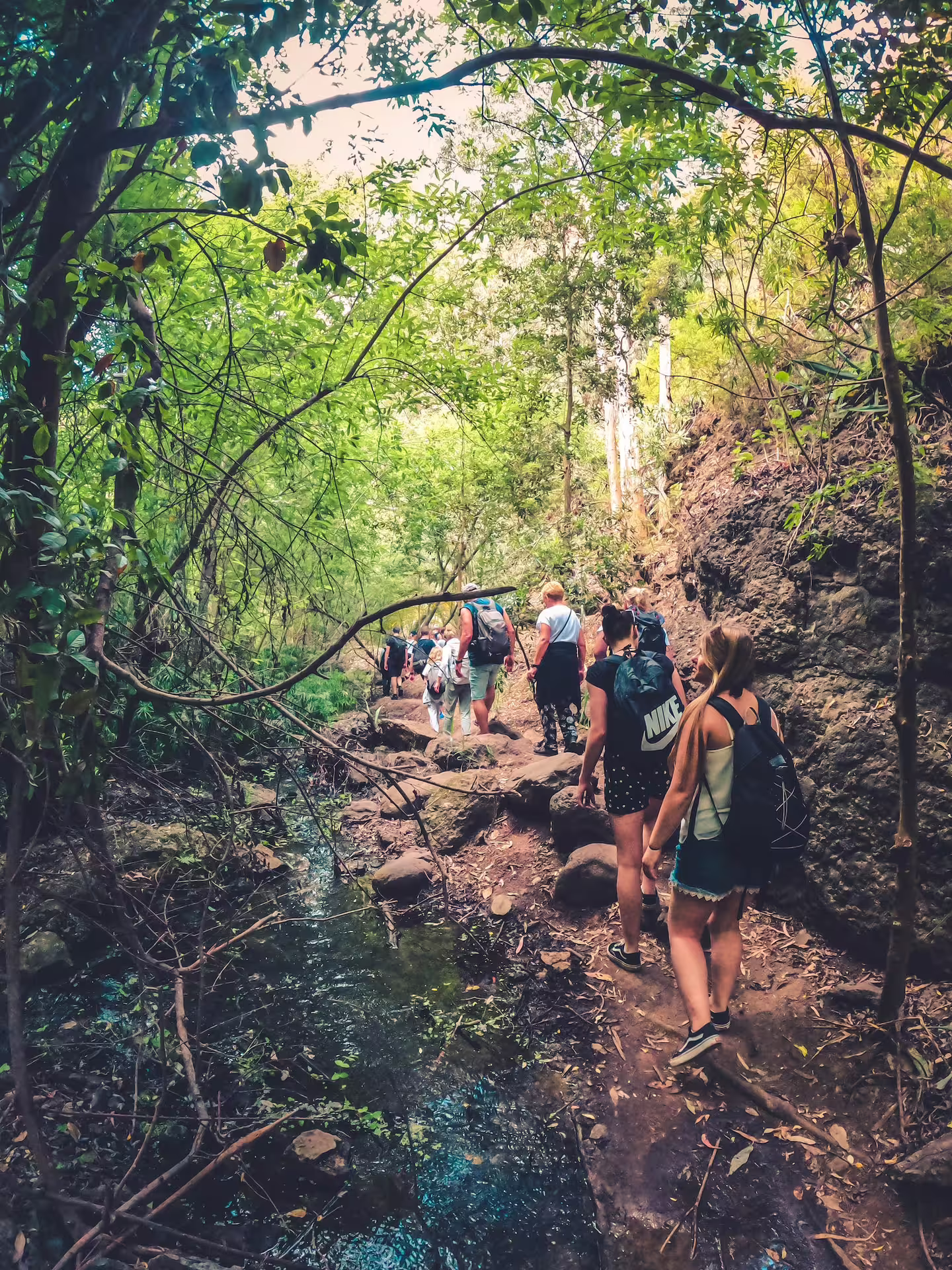 Adventurers trekking along a scenic forest path on The Rainforest Tour, featuring vibrant greenery and natural beauty.