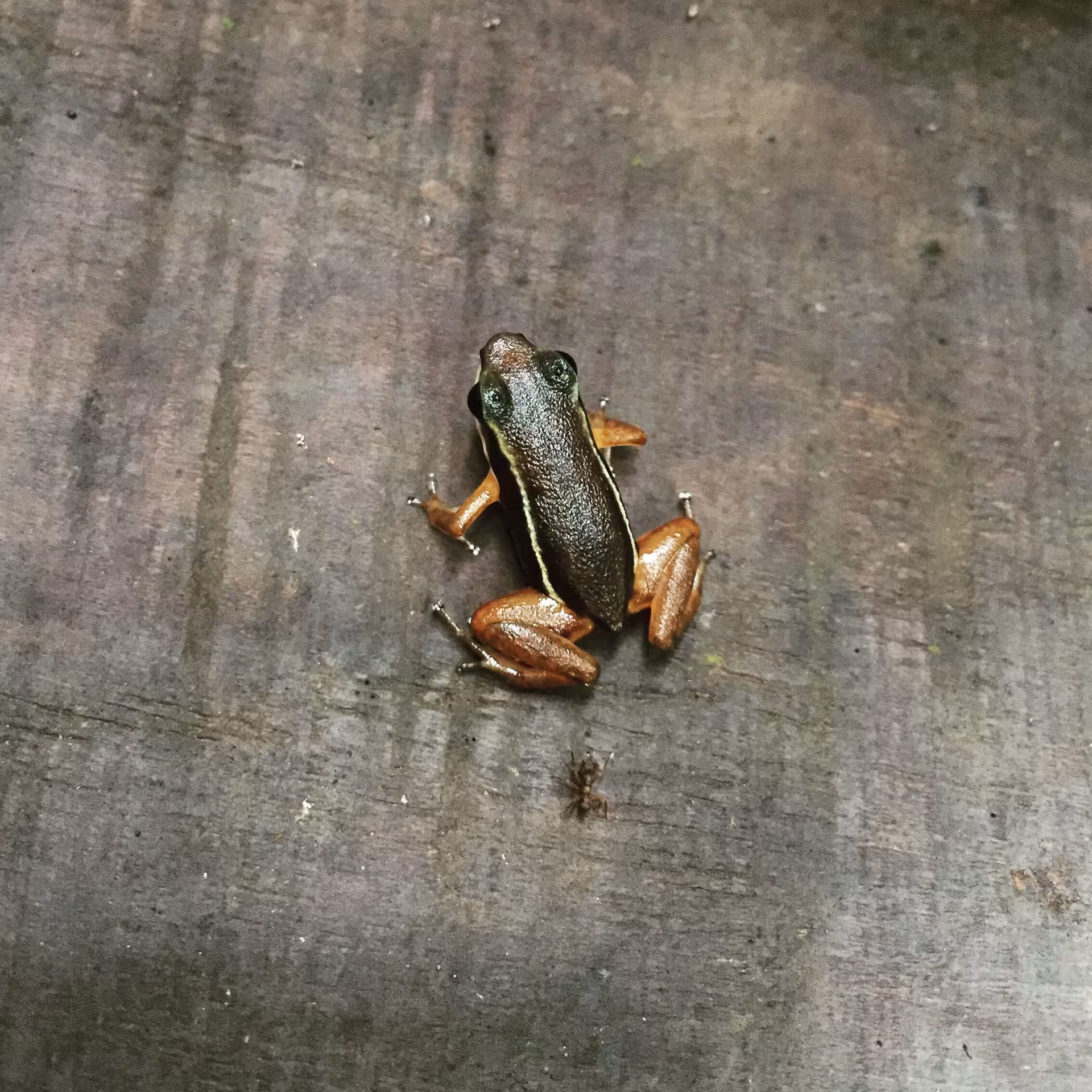Close-up of a small frog on a wooden surface in Rainmaker Park, Manuel Antonio, highlighting the area's rich biodiversity.