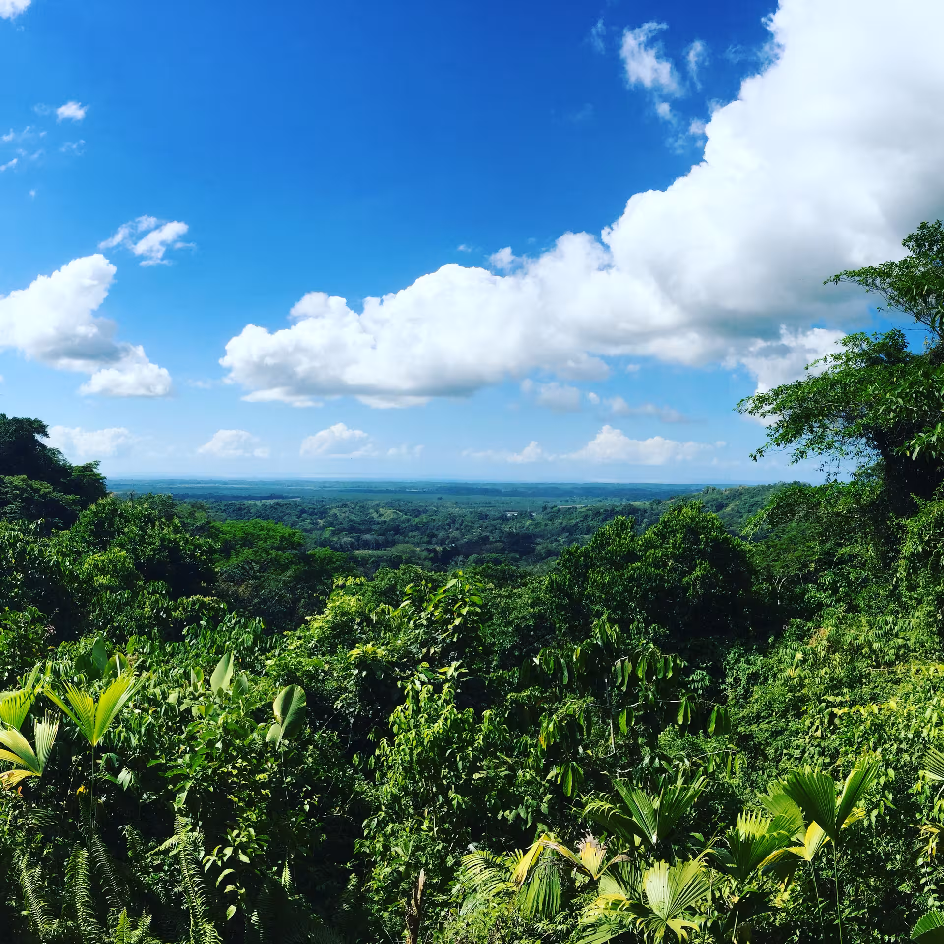 Lush panoramic view of the rainforest canopy under a blue sky at Rainmaker Park near Manuel Antonio, Costa Rica.