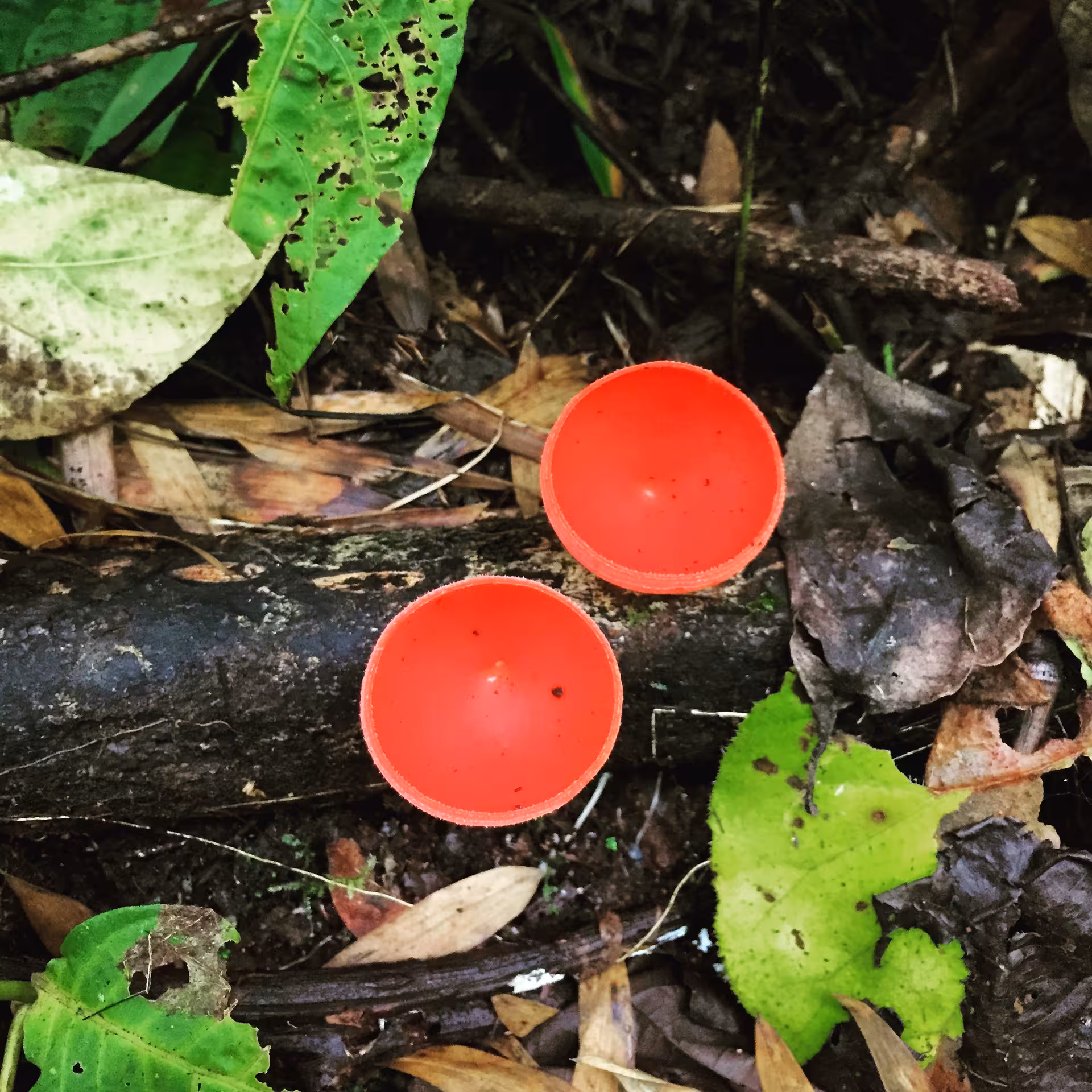 Vivid red cup fungi nestled among leaves on the forest floor in Rainmaker Park, showcasing unique biodiversity.