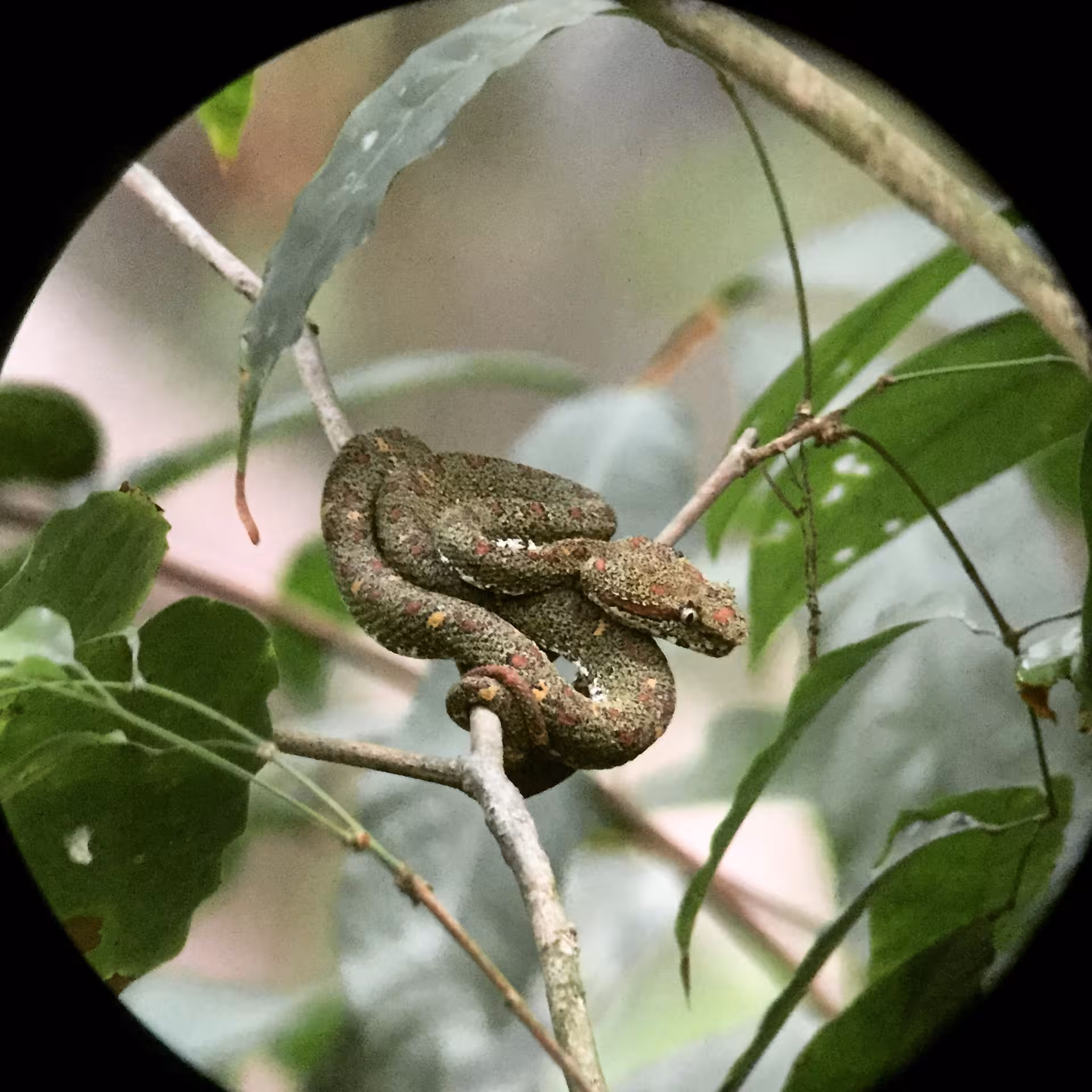 Resting snake camouflaged on a branch amidst lush foliage in Rainmaker Park, part of the Manuel Antonio nature tour.