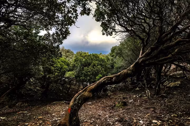 Shaded hiking path through twisted ancient trees in Randi’s Forest, Ikaria, Greece, on the Ikaria nature walking tour