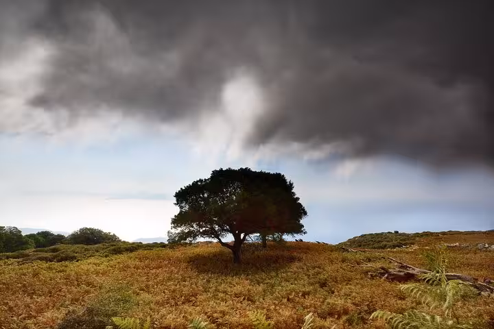 Lonely tree under dramatic storm clouds in Randi’s Forest, Ikaria, on a scenic hiking trail overlooking the Aegean Sea