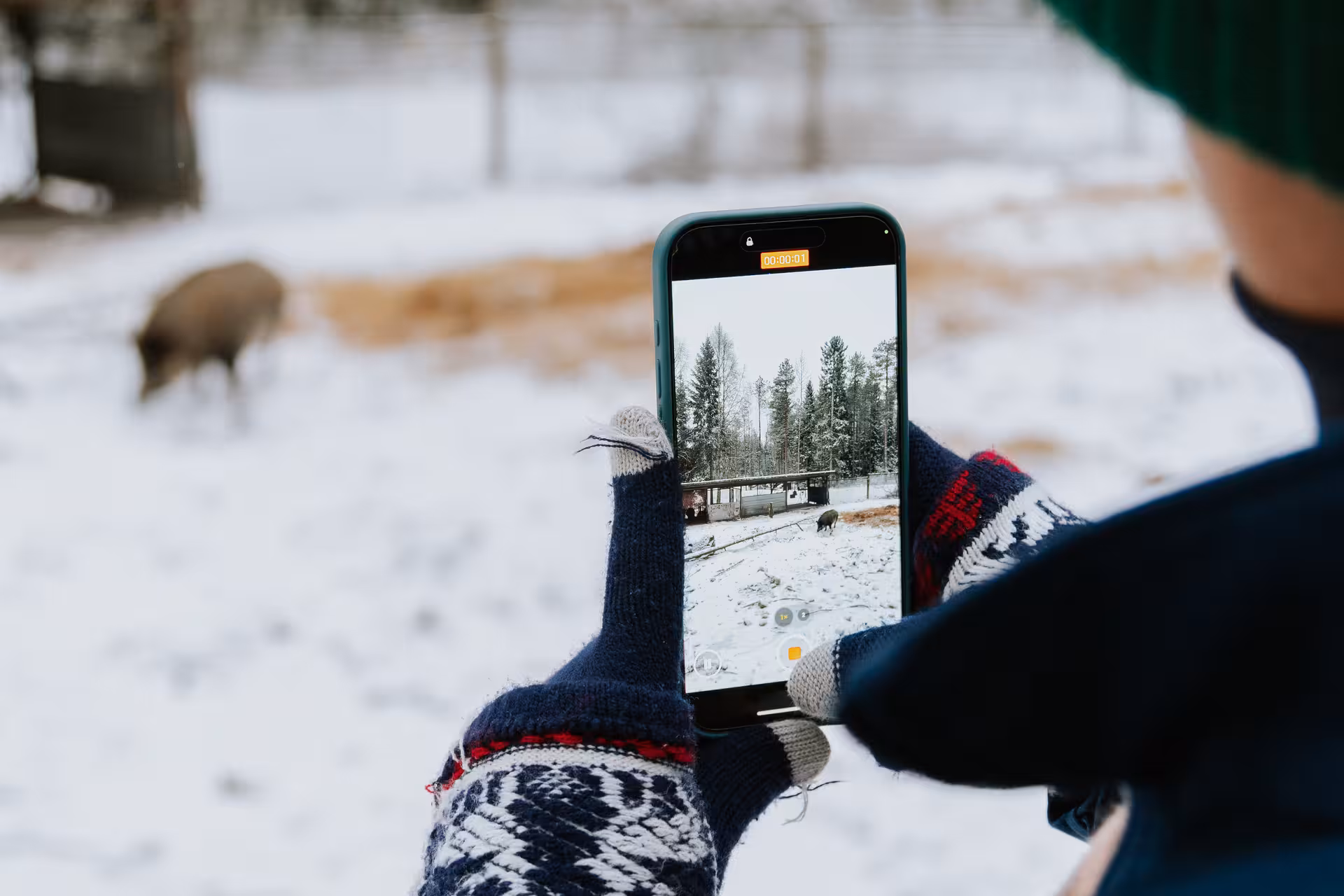 Visitor capturing snowy landscapes and wildlife at Ranua Wildlife Park on their smartphone during a family-friendly tour.