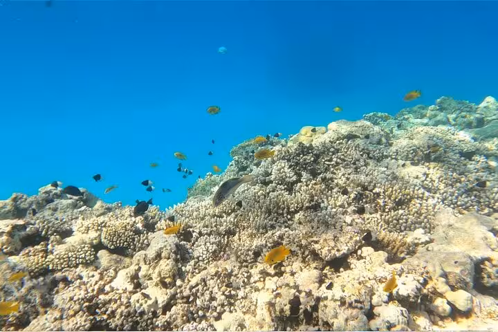 Colorful reef fish over coral garden in Ras Mohammed National Park, Sharm El-Sheikh intro dive
