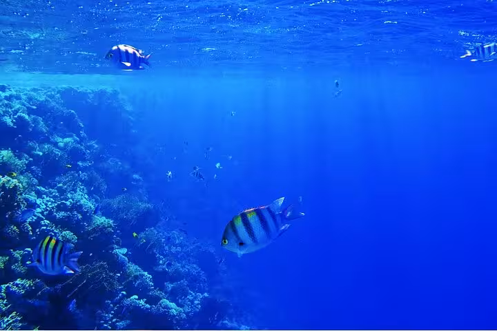Tropical fish over Ras Mohammed coral reef in the Red Sea during Sharm El-Sheikh intro scuba dive by boat