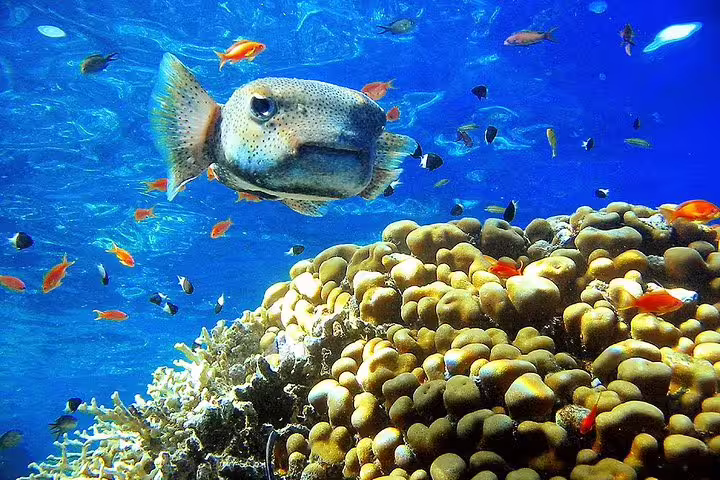 Snorkeling at Ras Mohammed National Park with colorful Red Sea fish and coral reef, Sharm El Sheikh