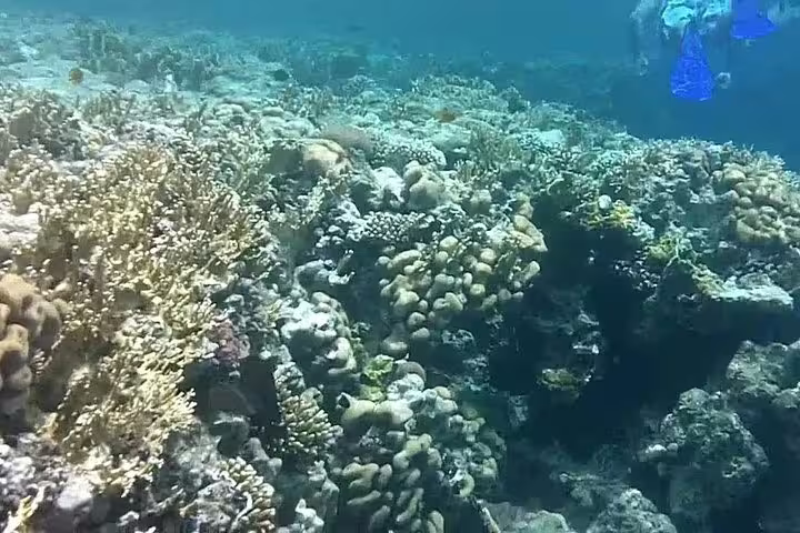 Snorkeling over vibrant coral reef in Ras Mohammed National Park on a private day tour from Sharm El Sheikh