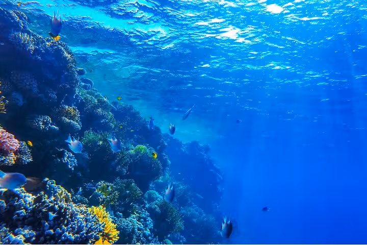Sunlit Red Sea reef wall at Ras Mohammed, Sharm El-Sheikh, on White Island boat tour with intro dive
