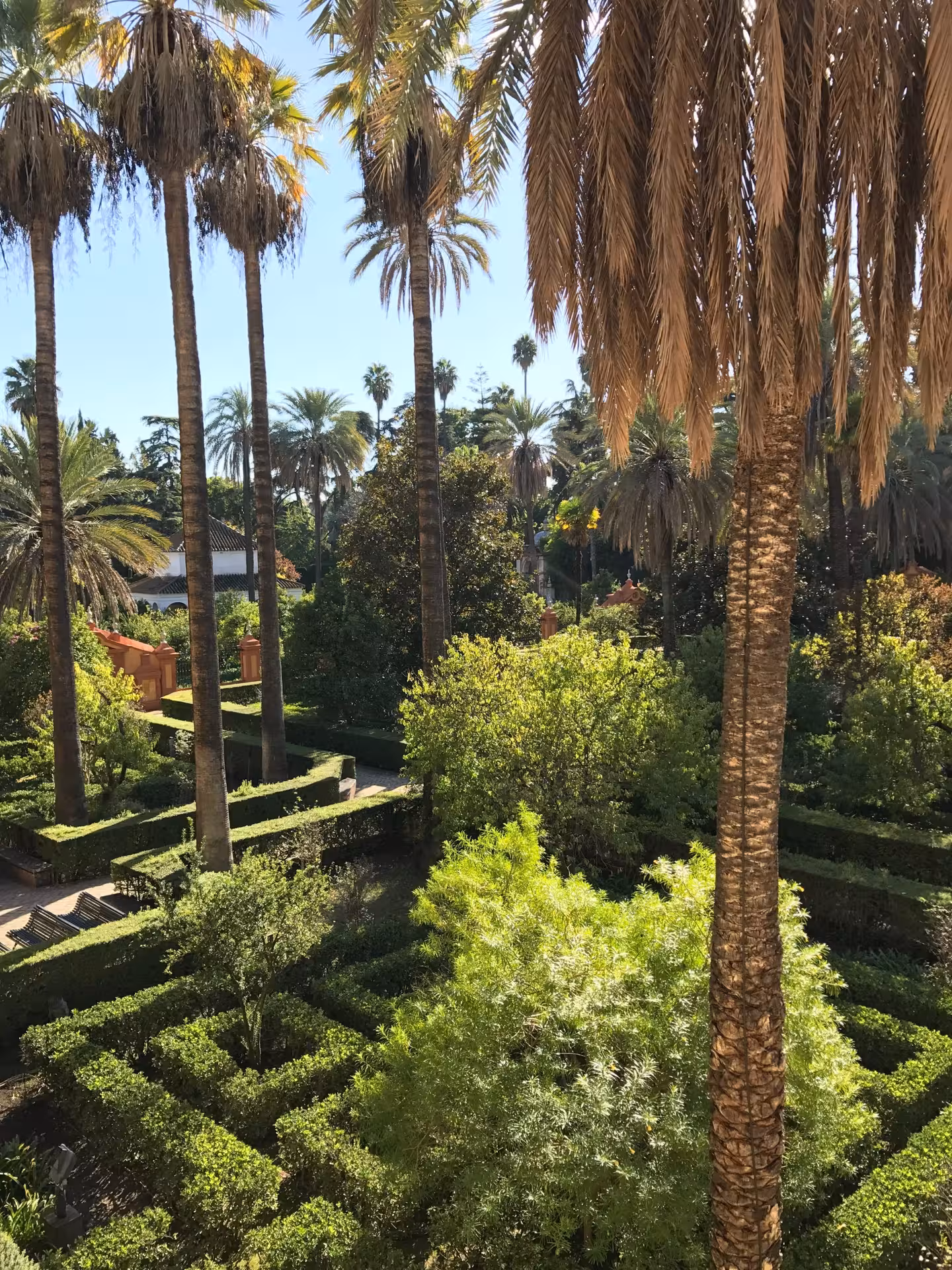 Lush gardens with towering palm trees at the Real Alcázar of Seville, showcasing vibrant greenery and pathways.