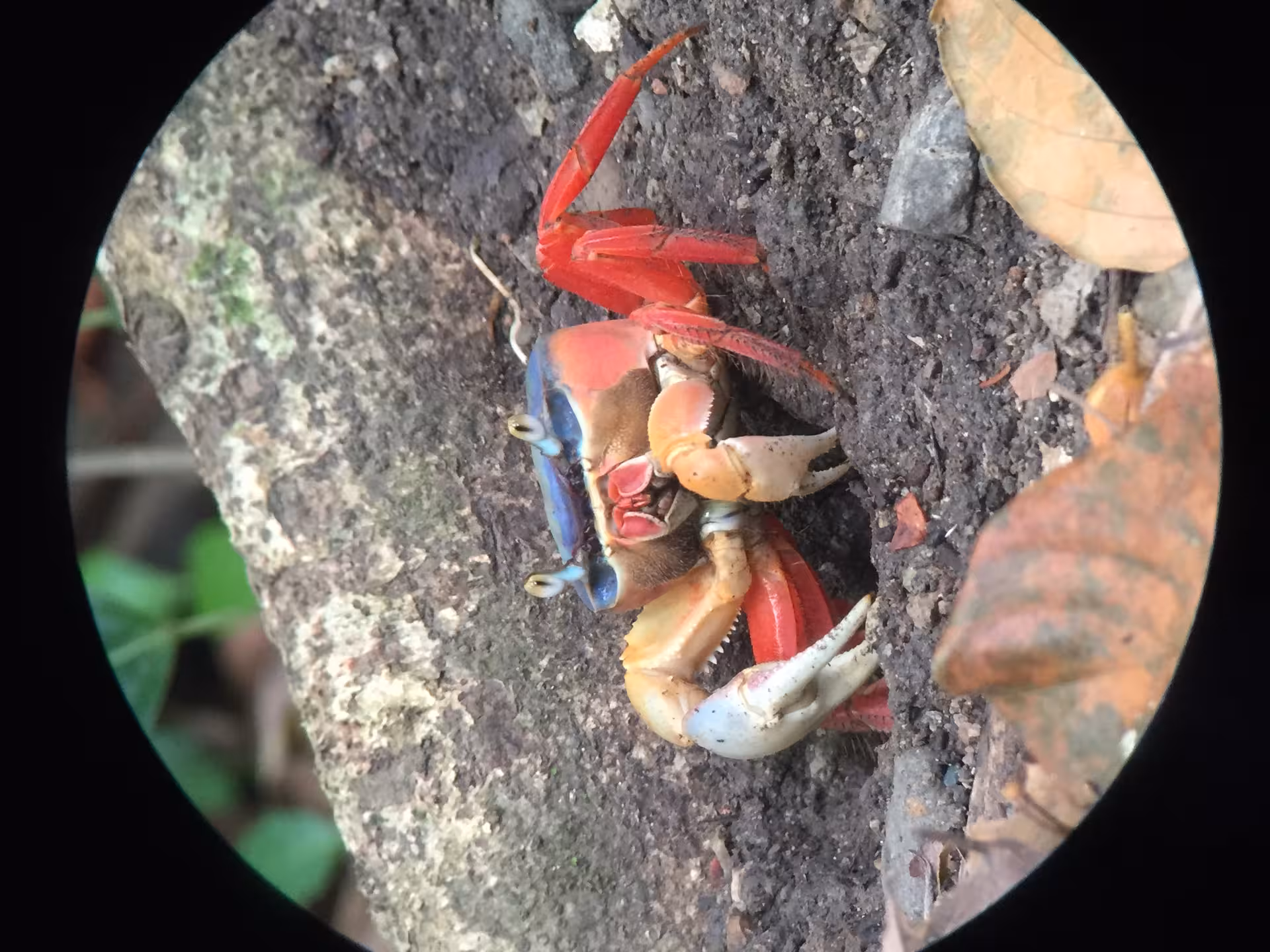 Vibrant red and blue crab nestled in the forest floor at Hacienda Baru, a highlight of the nature tour.
