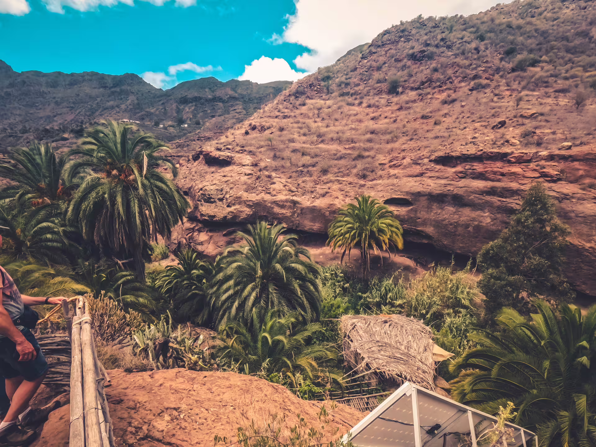 Discover the stunning contrast of palm trees and rocky cliffs on the Red Canyon Tour, perfect for nature enthusiasts.